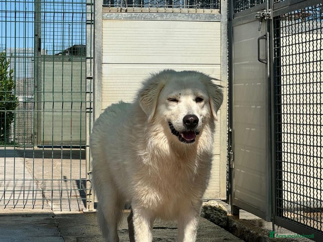 Meticcio cani in regalo: DAVE mite e buono - Annuncio 8