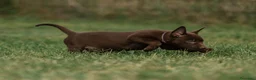 Australian Kelpie cani in vendita: Cuccioli Australian Kelpie  a Provincia di Siena - Annuncio 6