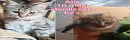 Meticcio gatti in regalo: TANTI MICINI SOLI! a Provincia di Vicenza - Annuncio 12
