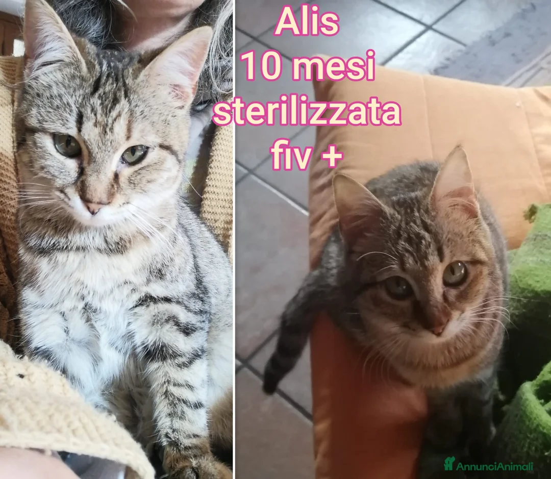 Meticcio gatti in regalo: TANTI MICINI SOLI! a Provincia di Vicenza - Annuncio 12