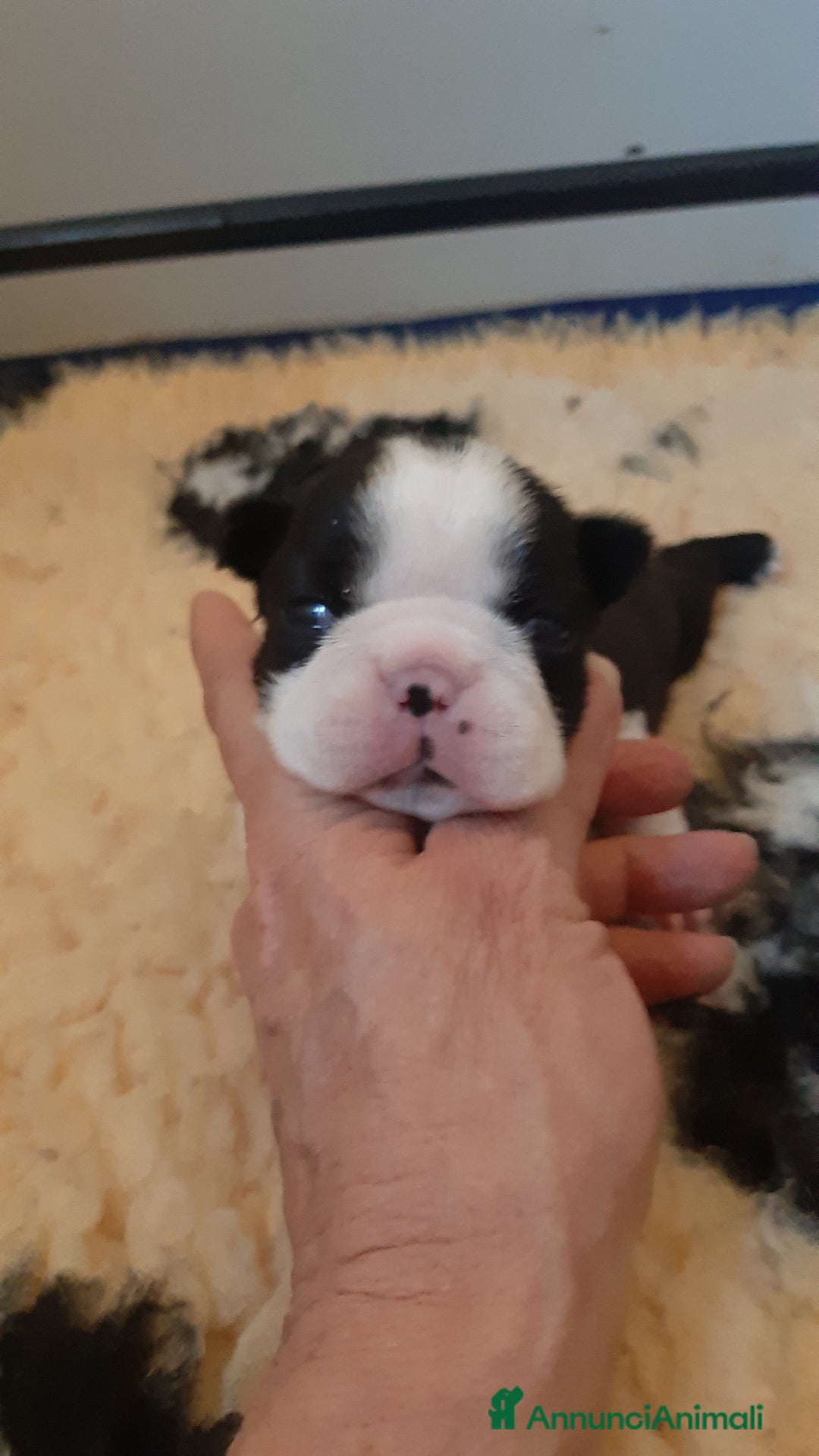 Boston Terrier cani in vendita: Cuccioli di Boston terrier con pedigree ENCI/FCI  - Annuncio 2