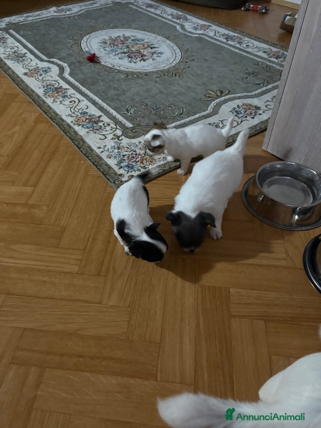 Chihuahua cani in vendita: Cuccioli di chihuahua a pelo lungo  - Annuncio 3