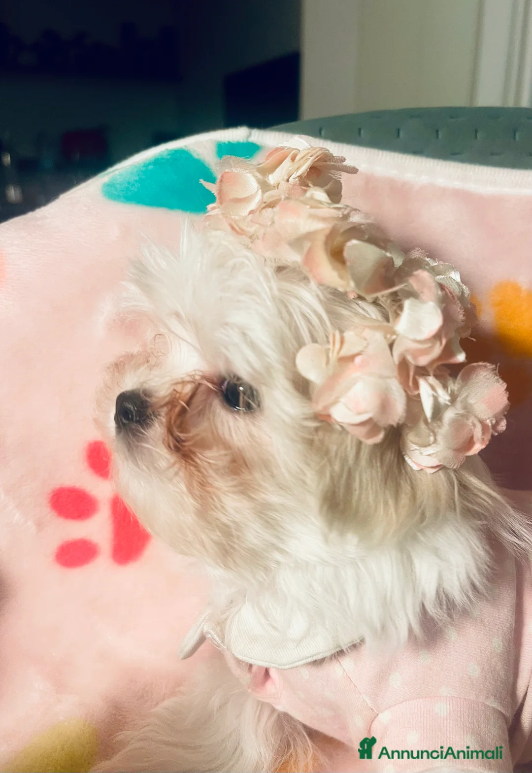 Maltese cani in vendita: Dolcissima cucciola di razza Maltese - Annuncio 5