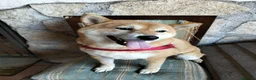 Shiba Inu cani in regalo: GEA 4anni - dolcissima - 9kg a Città metropolitana di Milano - Annuncio 1