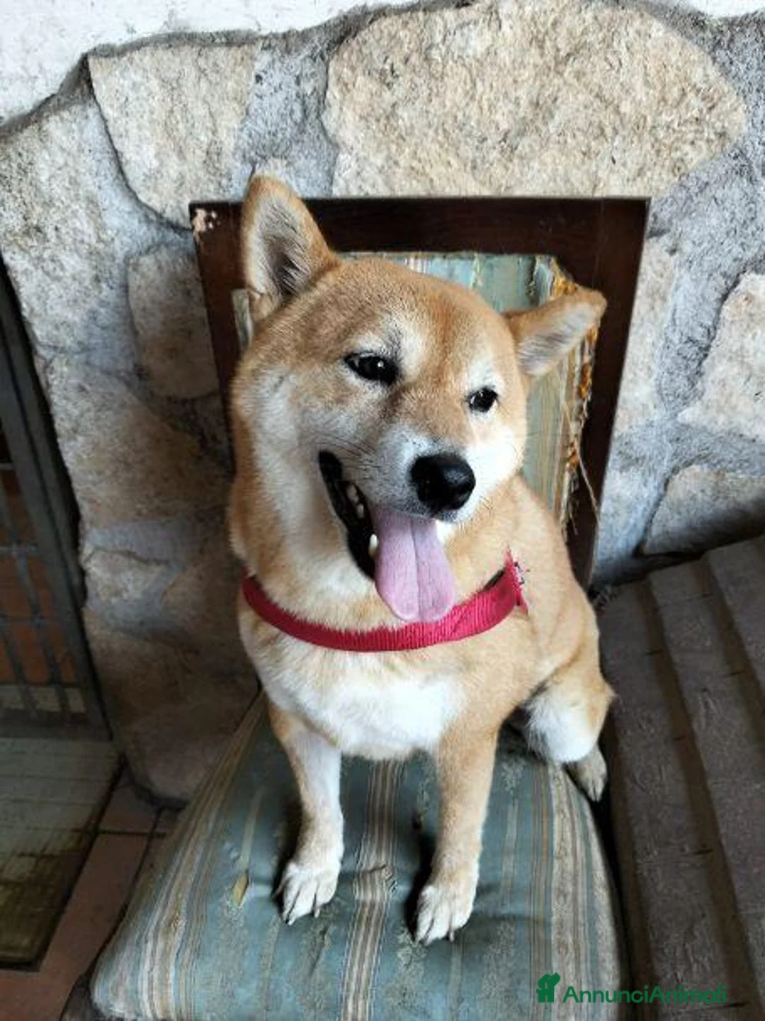 Shiba Inu cani in regalo: GEA 4anni - dolcissima - 9kg a Città metropolitana di Milano - Annuncio 1