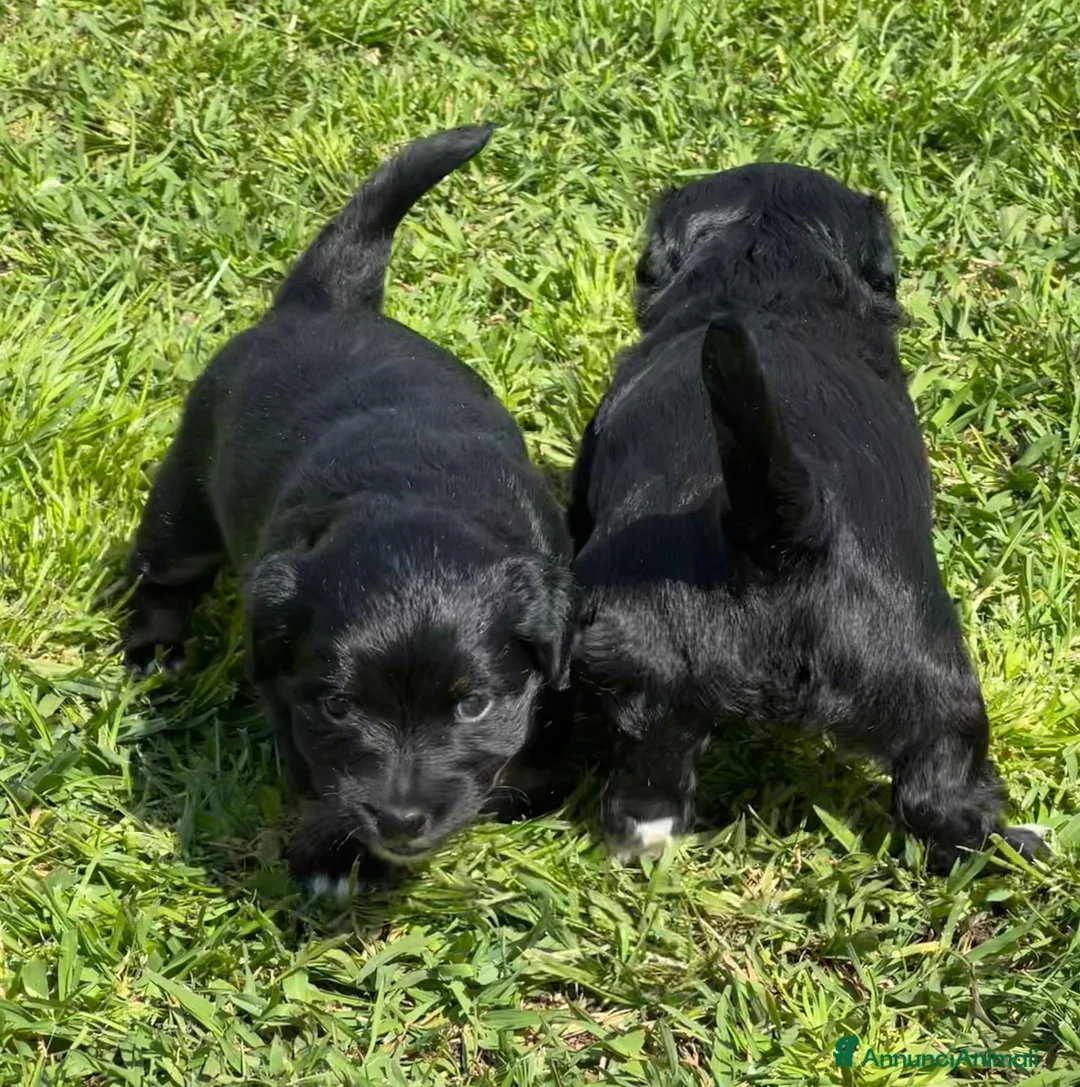 Meticcio cani in regalo: TENERE SORELLINE a Città Metropolitana di Firenze - Annuncio 11