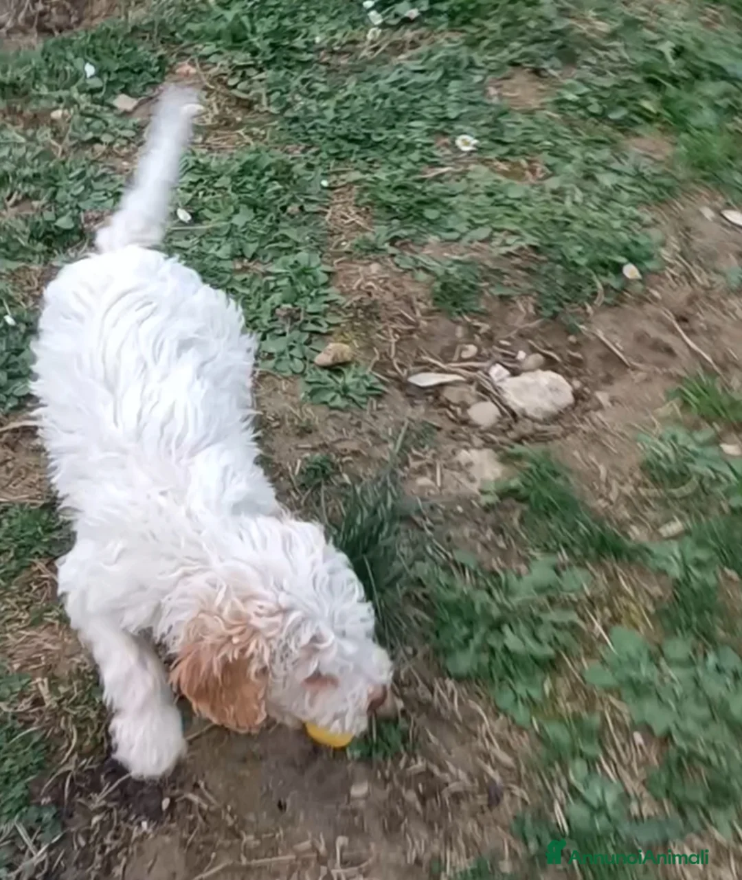 Lagotto cani in vendita: Cucciolo di Lagotto Romagnolo con Pedigree Roi - Annuncio 2