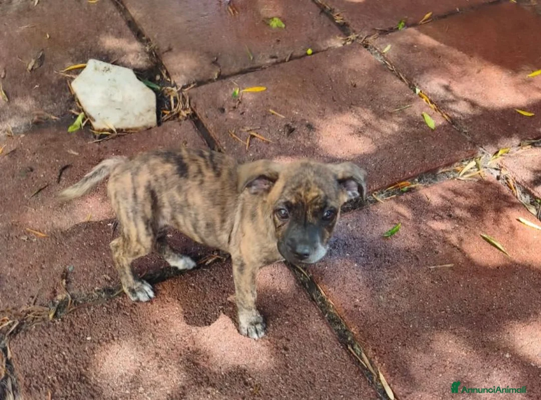 Meticcio cani in regalo: GAIA cucciola bellissima tg piccola a Città metropolitana di Milano - Annuncio 5