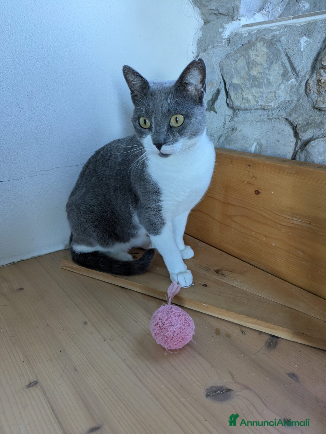 Europeo gatti in regalo: La tua nuova miglior amica Micia ti aspetta! - Annuncio 6