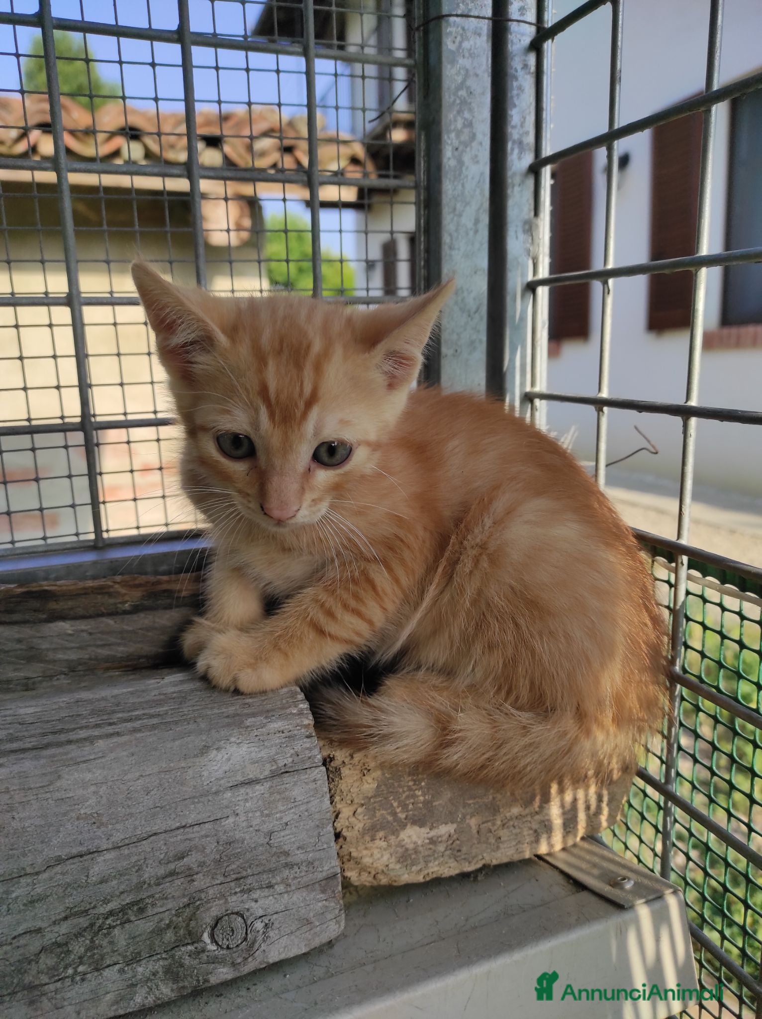 Meticcio gatti Regalo gattini ad Alba - Annuncio 1