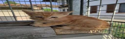 Meticcio gatti in regalo: Regalo gattini ad Alba - Annuncio 1