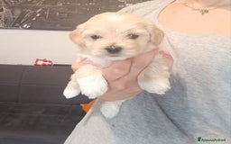 Maltese cani in vendita: Cuccioli di Maltipoo a Città Metropolitana di Torino - Immagine 5