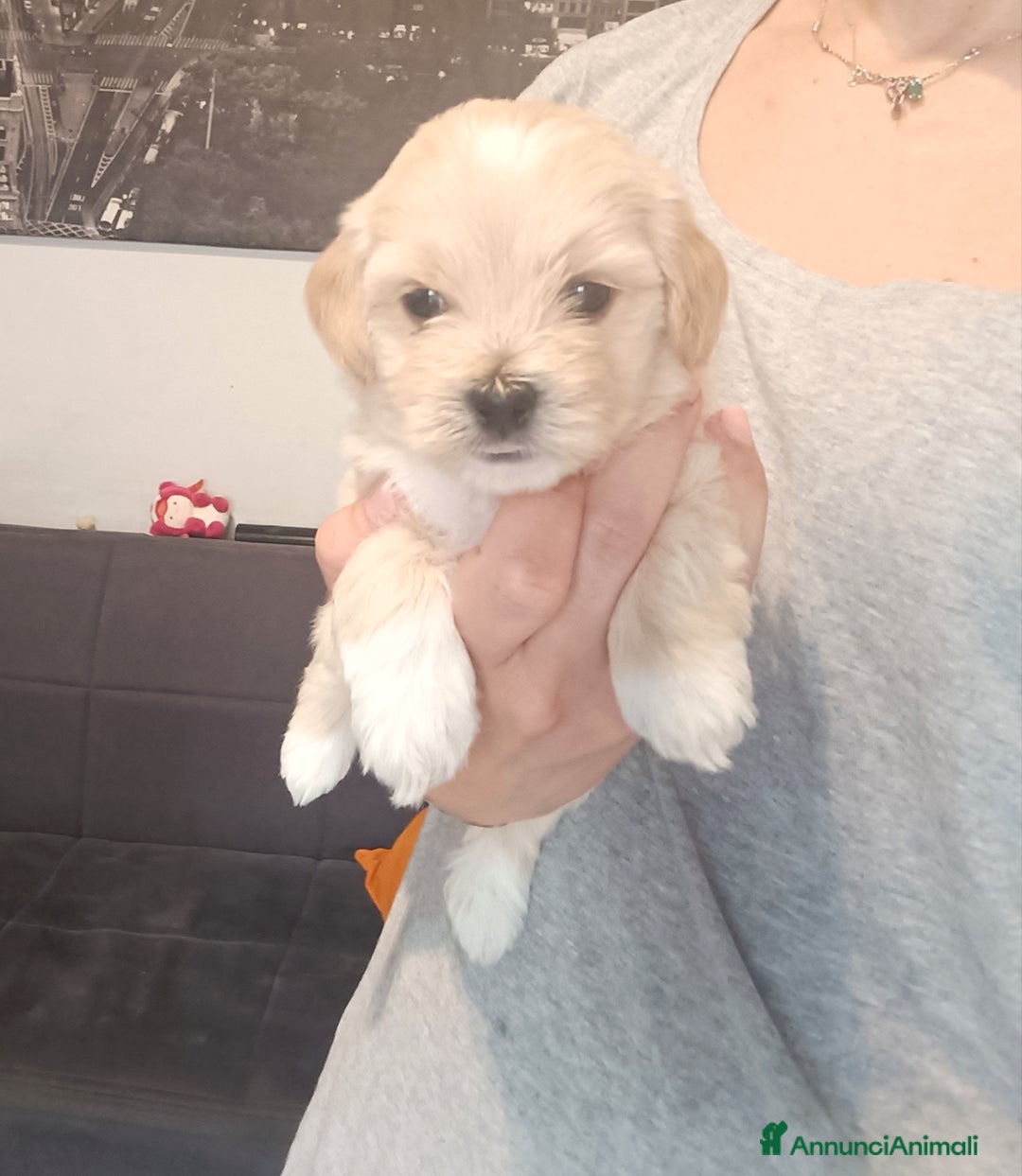 Maltese cani in vendita: Cuccioli di Maltipoo a Città Metropolitana di Torino - Immagine 5