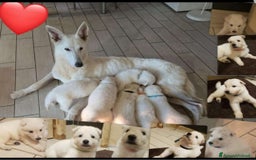 Pastore Svizzero cani in vendita: Cuccioli pastore svizzero bianco  a Province of Brescia - Immagine 11