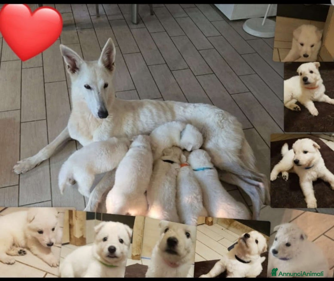 Pastore Svizzero cani in vendita: Cuccioli pastore svizzero bianco  a Province of Brescia - Immagine 11