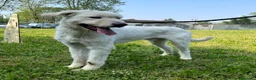 Meticcio cani in regalo: BELLE MAREMMANO - Annuncio 4