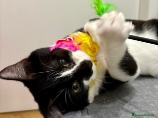 Europeo gatti CAMILLA E CARLETTA GATTINE ADORABILI - Annuncio 1