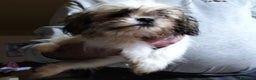 Shih Tzu cani in vendita: Cuccioli di shitzu  - Annuncio 1