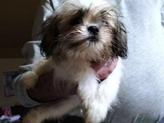 Shih Tzu cani Cuccioli di shitzu - Annuncio 1
