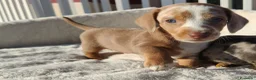 Bassotto cani in vendita: Bassotti cuccioli  - Annuncio 2