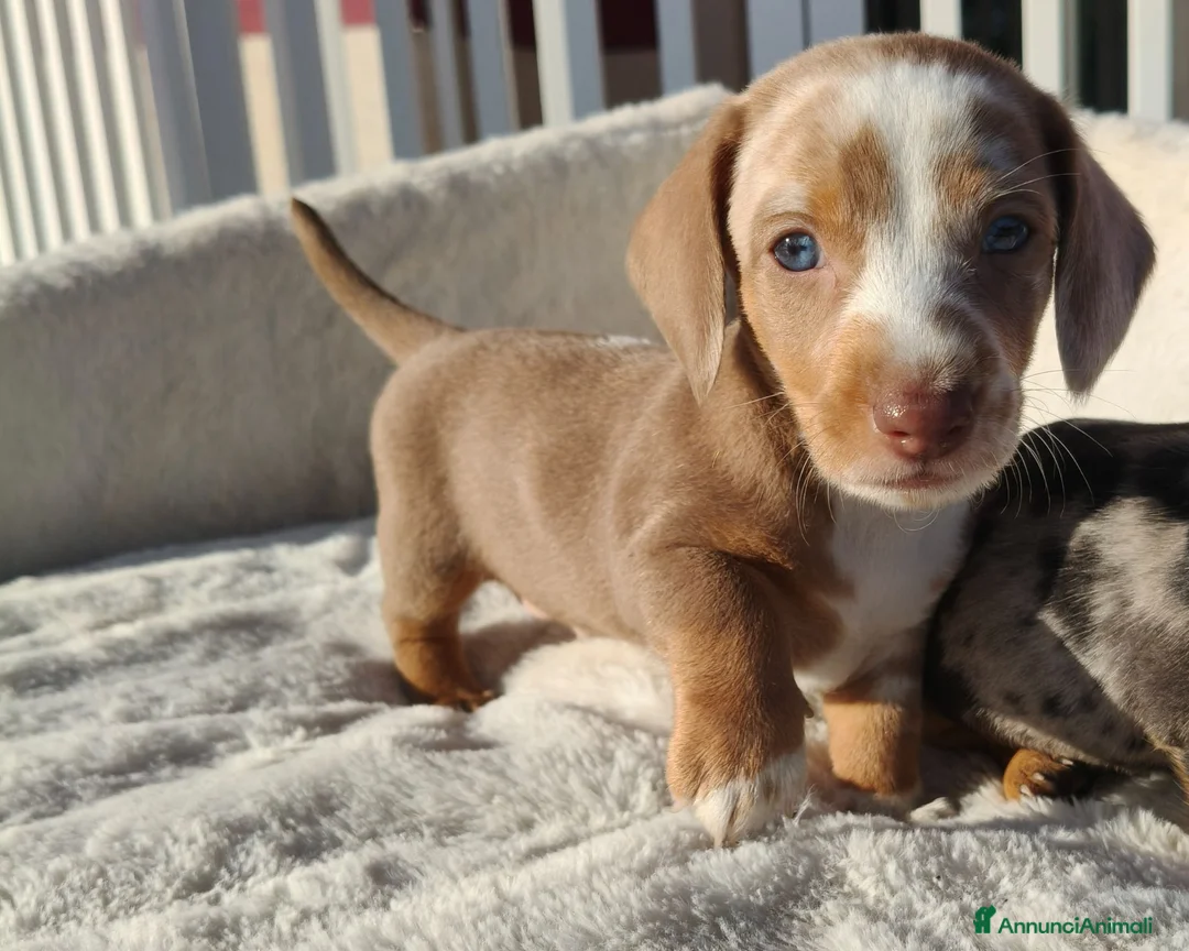 Bassotto cani in vendita: Bassotti cuccioli  - Annuncio 2