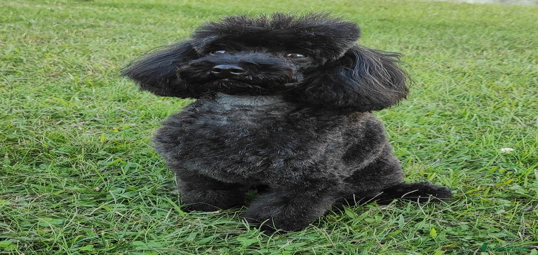 Immagine della galleria {{count}}