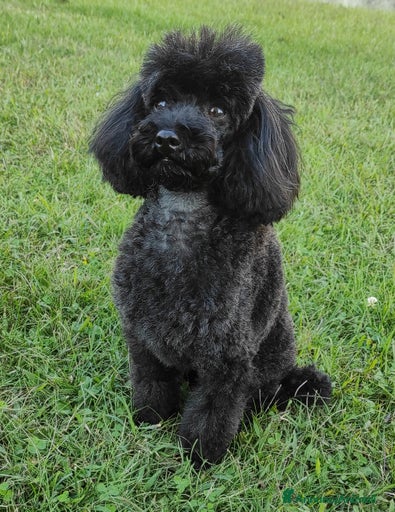 Immagine della galleria {{count}}