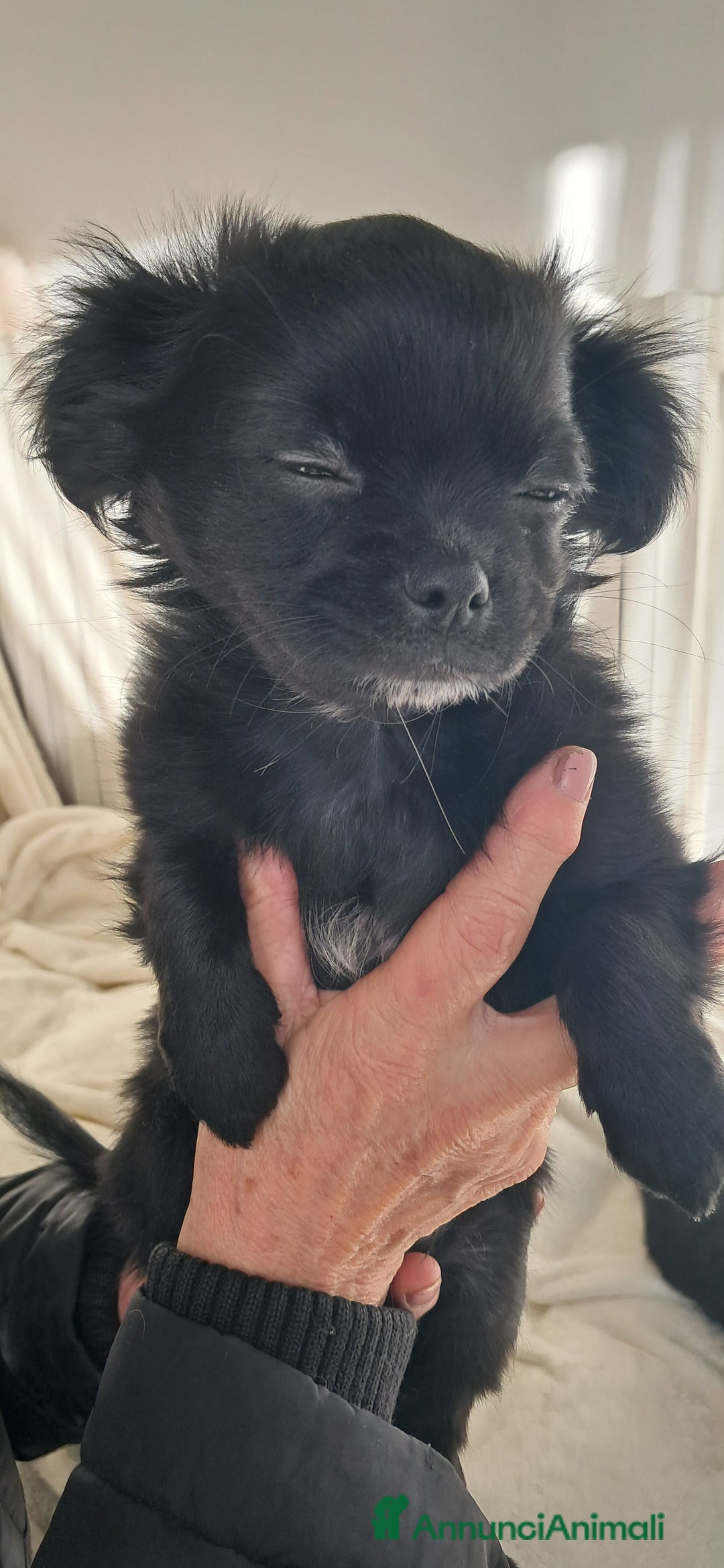 Chihuahua cani in vendita: Cucciolo chihuahua pelo lungo con pedigree enci  - Annuncio 6