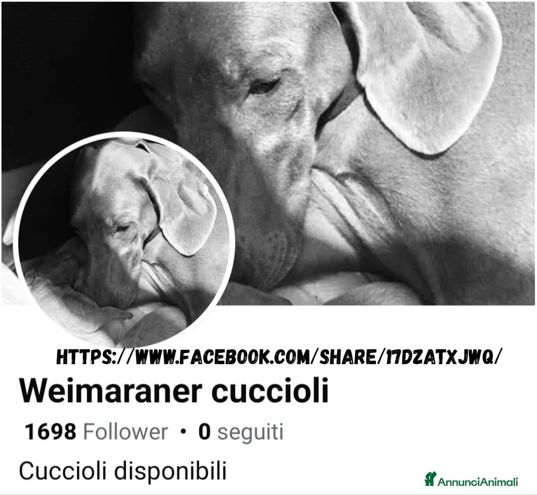 Weimaraner cani in vendita: Weimaraner cuccioli pubblicità‘ segugio  - Annuncio 3