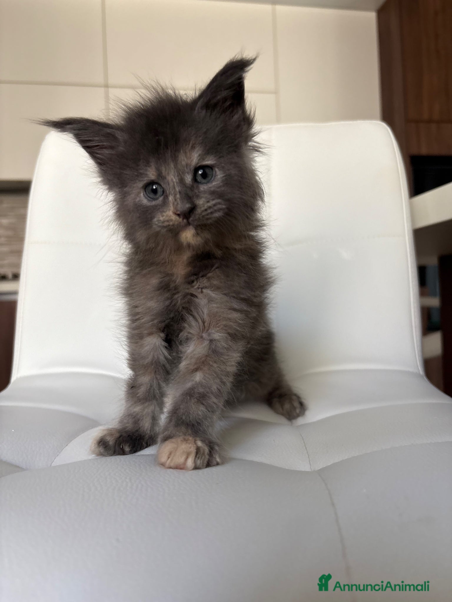 Maine Coon gatti Maine Coon  - Annuncio 10