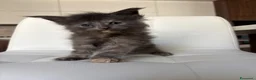 Maine Coon gatti in vendita: Maine Coon  a Provincia di Ascoli Piceno - Annuncio 1