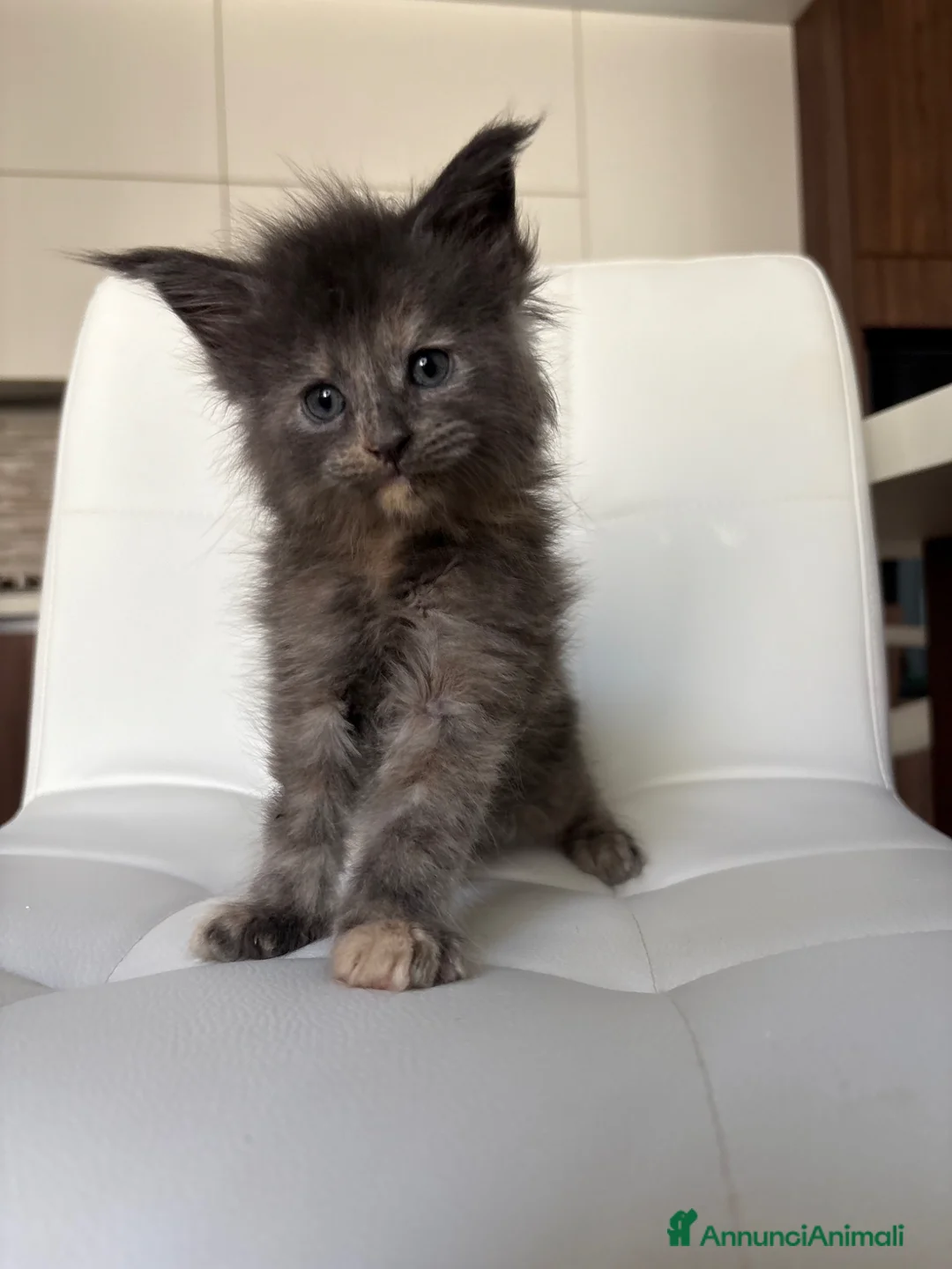 Maine Coon gatti in vendita: Maine Coon  a Provincia di Ascoli Piceno - Annuncio 1