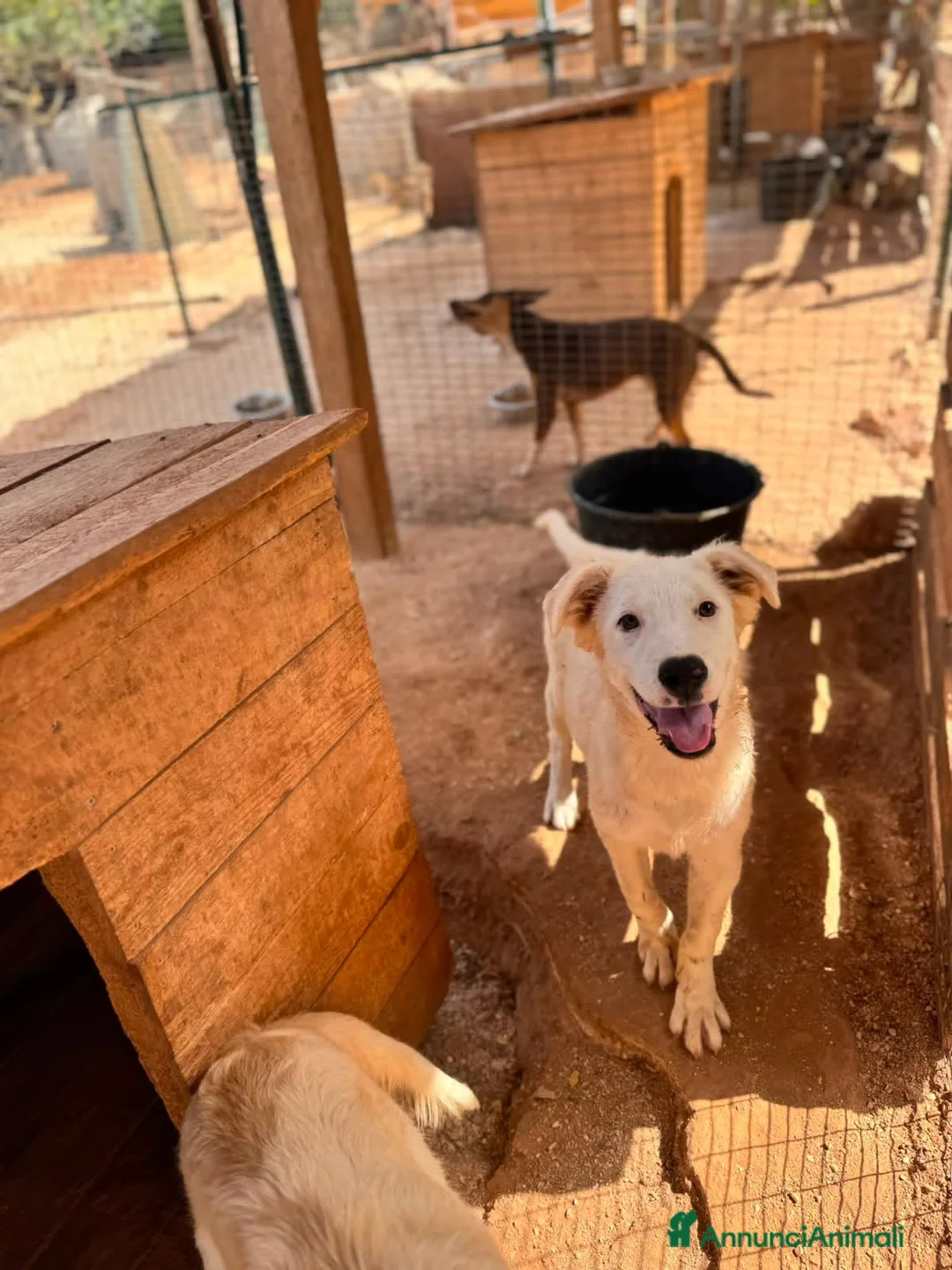 Meticcio cani in regalo: limone e federico - Annuncio 4
