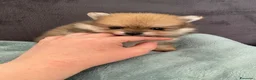Volpino Pomerania cani in vendita: Spitz di Pomerania - Annuncio 2