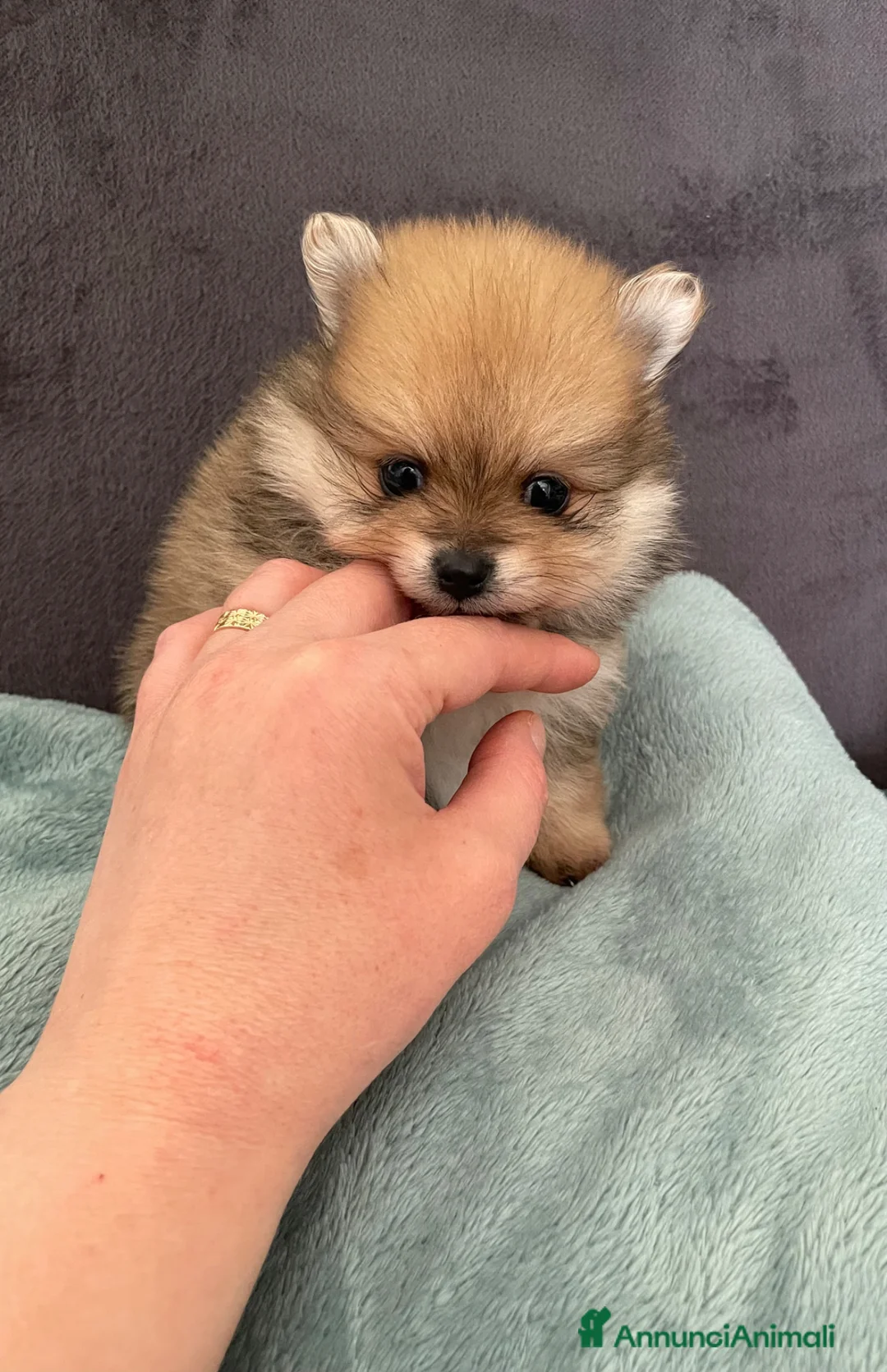 Volpino Pomerania cani in vendita: Spitz di Pomerania - Annuncio 2