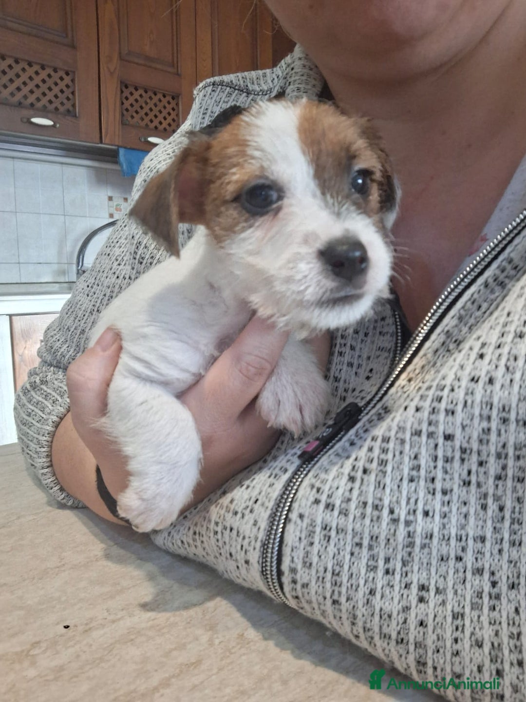 Jack Russell cani in vendita: Cuccioli di Jack Russell con pedigree  - Annuncio 4