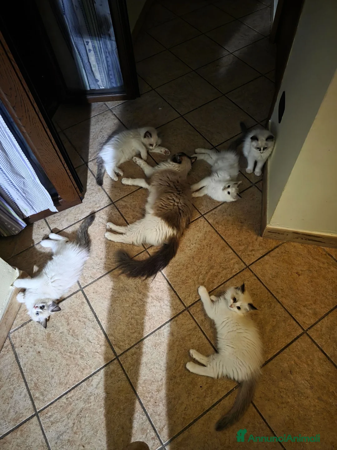 Ragdoll gatti in vendita: Cuccioli di Ragdoll, 3 Mesi, Genitori con Pedigree - Annuncio 11