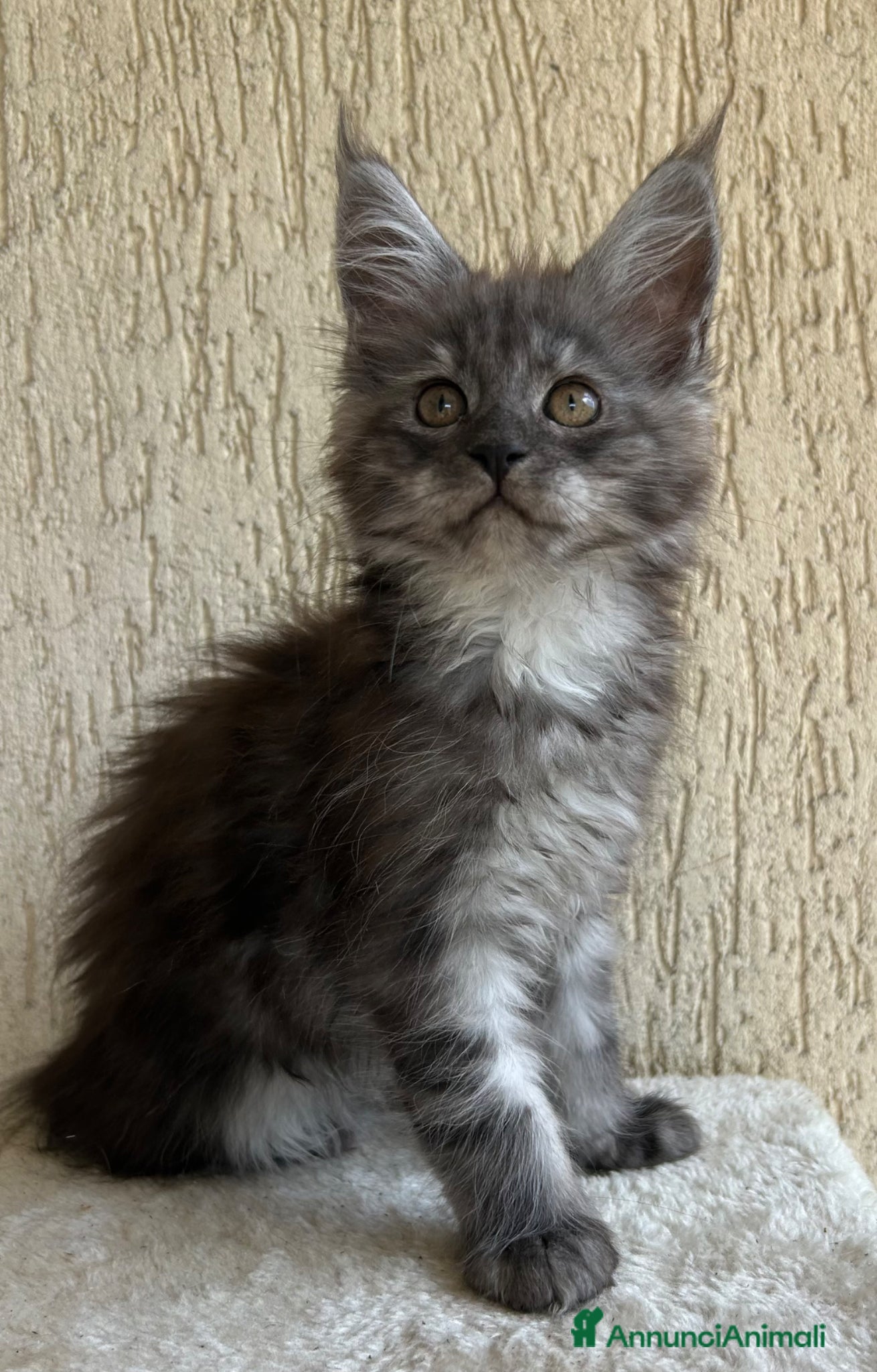 Maine Coon gatti Maine Coon - Annuncio 4