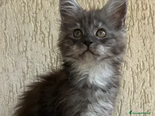 Maine Coon gatti Maine Coon - Annuncio 4