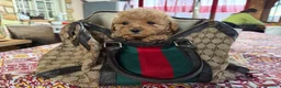 Maltipoo cani in vendita: Cucciola di maltipoo a Provincia di Crotone - Annuncio 2