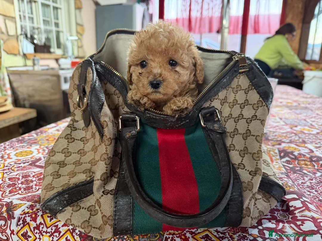 Maltipoo cani in vendita: Cucciola di maltipoo a Provincia di Crotone - Annuncio 2