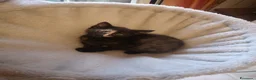 Meticcio gatti in regalo: GATTINI/E E GATTO ADULTO a Provincia di Monza e della Brianza - Annuncio 2