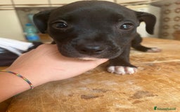 American Staffordshire cani in vendita: Annuncio URGENTE vendo cuccioli di AMSTAFF a Città metropolitana di Roma Capitale - Immagine 8