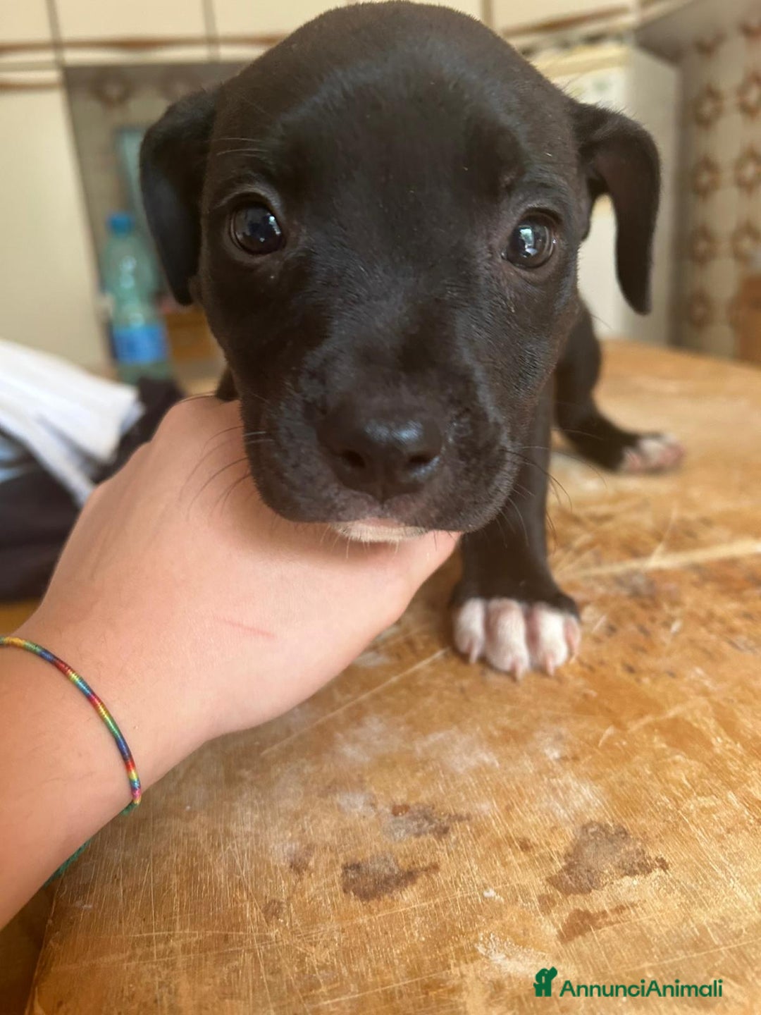 American Staffordshire cani in vendita: Annuncio URGENTE vendo cuccioli di AMSTAFF a Città metropolitana di Roma Capitale - Immagine 8