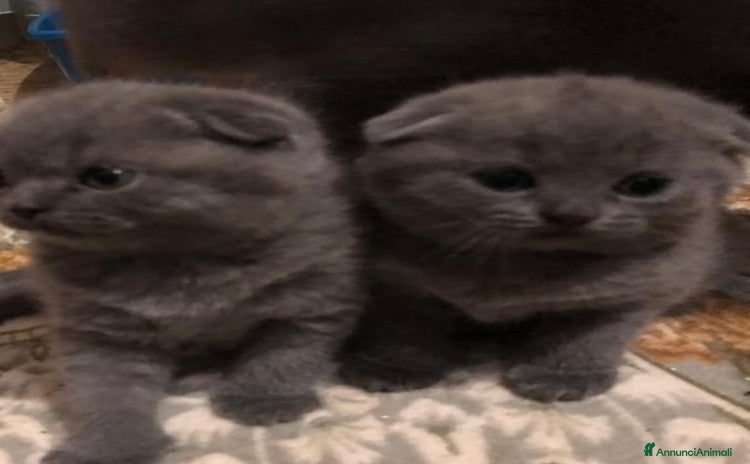 Scottish gatti - Annuncio 17