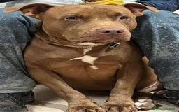 Pitbull cani in regalo: Pasha pit superbravo a Città metropolitana di Milano - Immagine 1