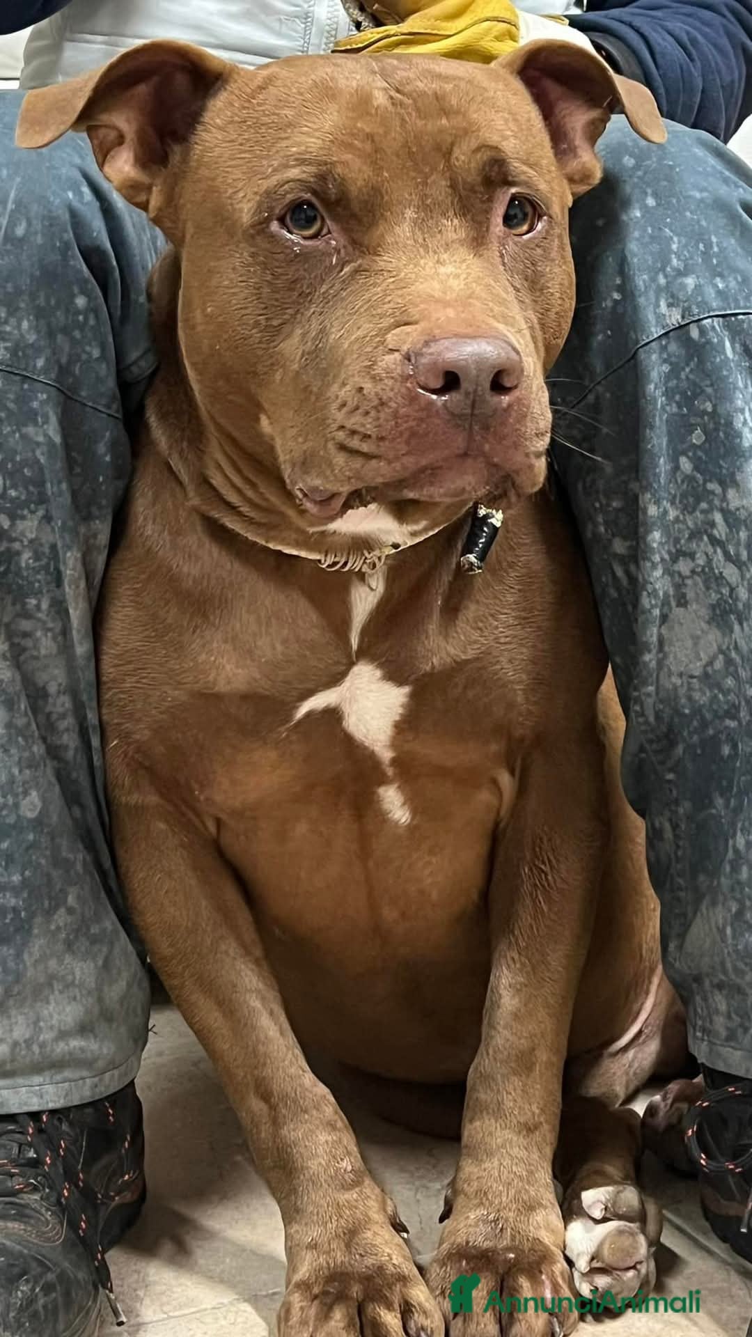 Pitbull cani in regalo: Pasha pit superbravo a Città metropolitana di Milano - Immagine 1