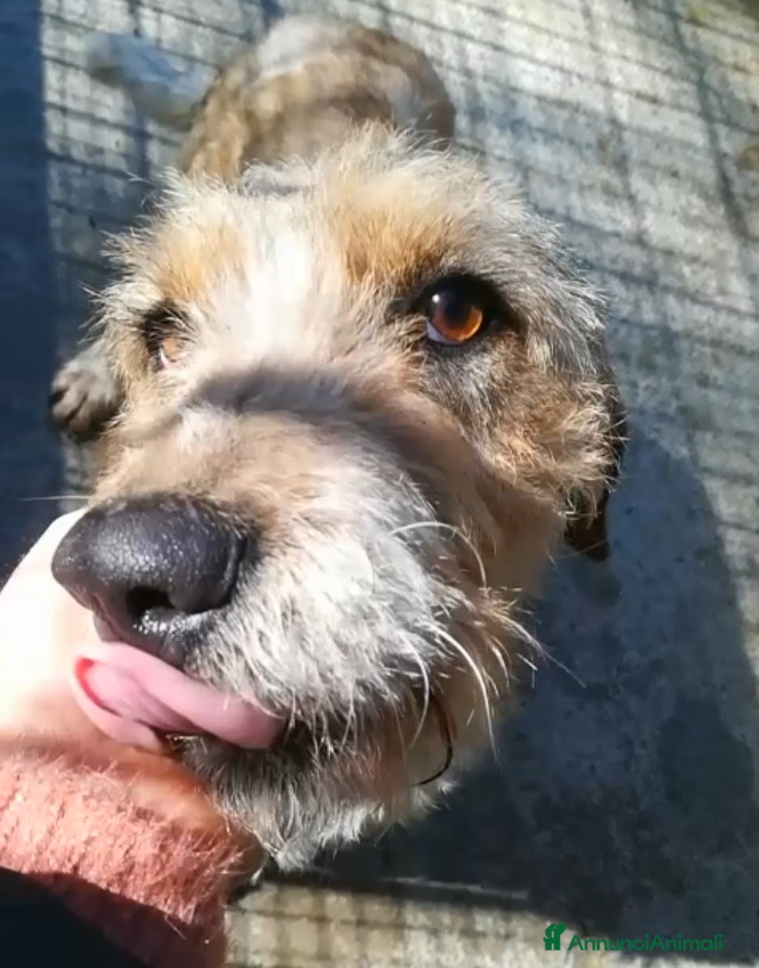 Meticcio cani UNA MAMMA PER IVY a Provincia di Varese - Annuncio 12