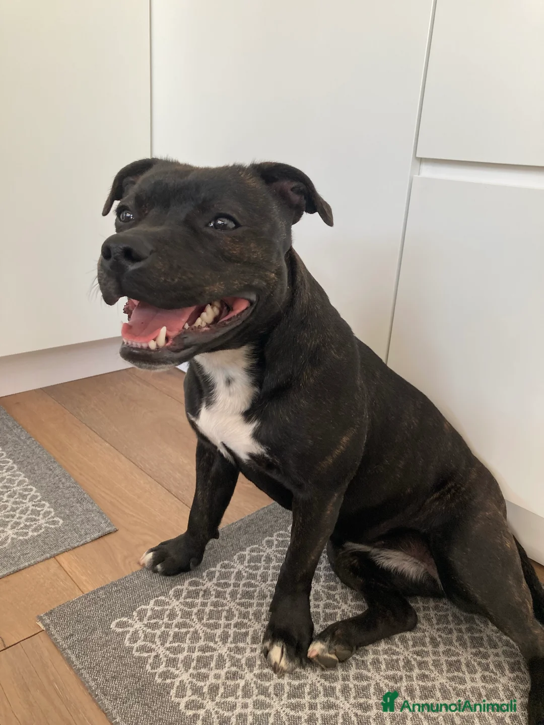 Staffordshire cani in vendita: Cuccioli di Staffordshire Bull Terrier - Annuncio 17