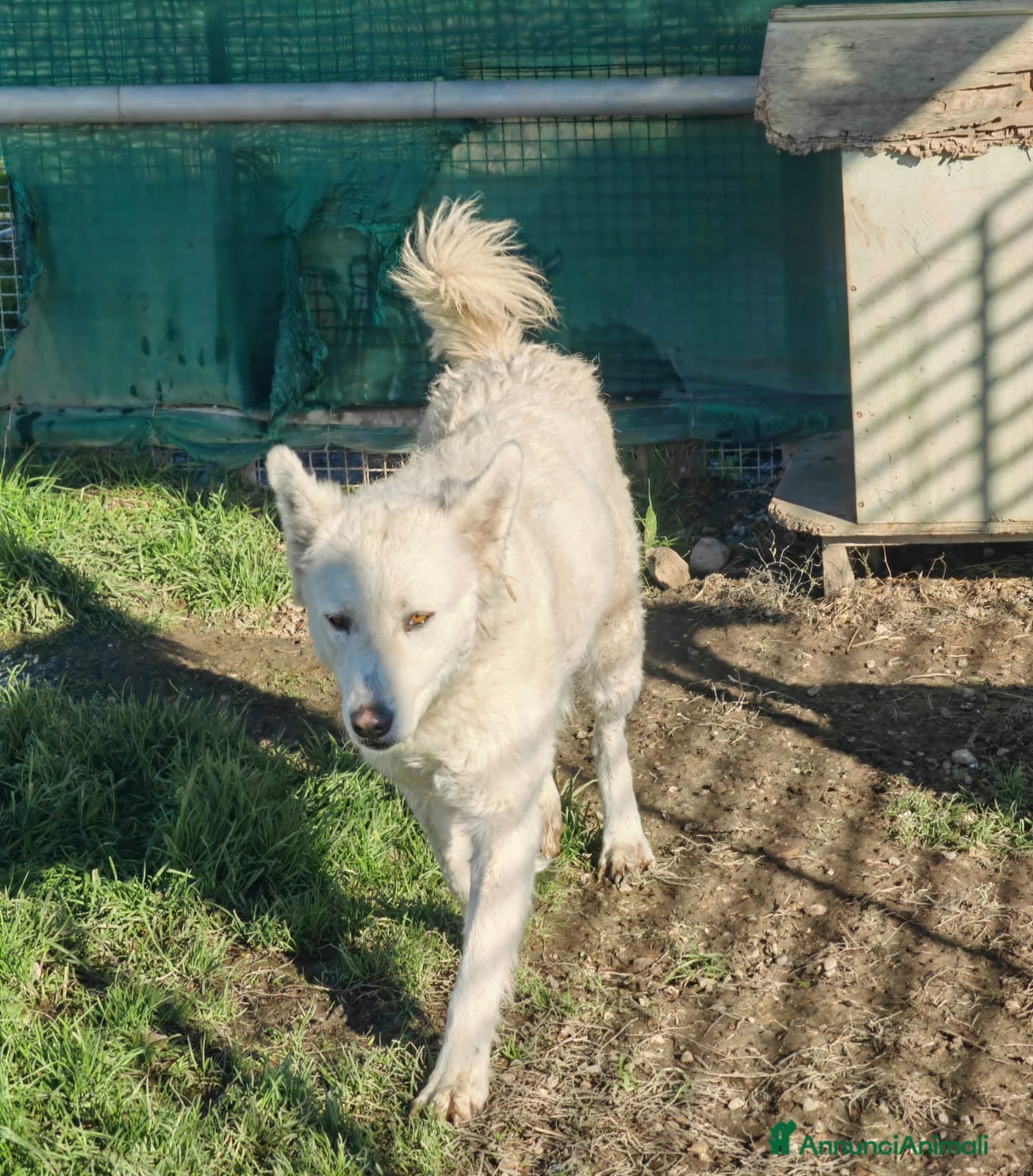 Meticcio cani Claudia: 2 anni, taglia media, socievole  - Annuncio 2